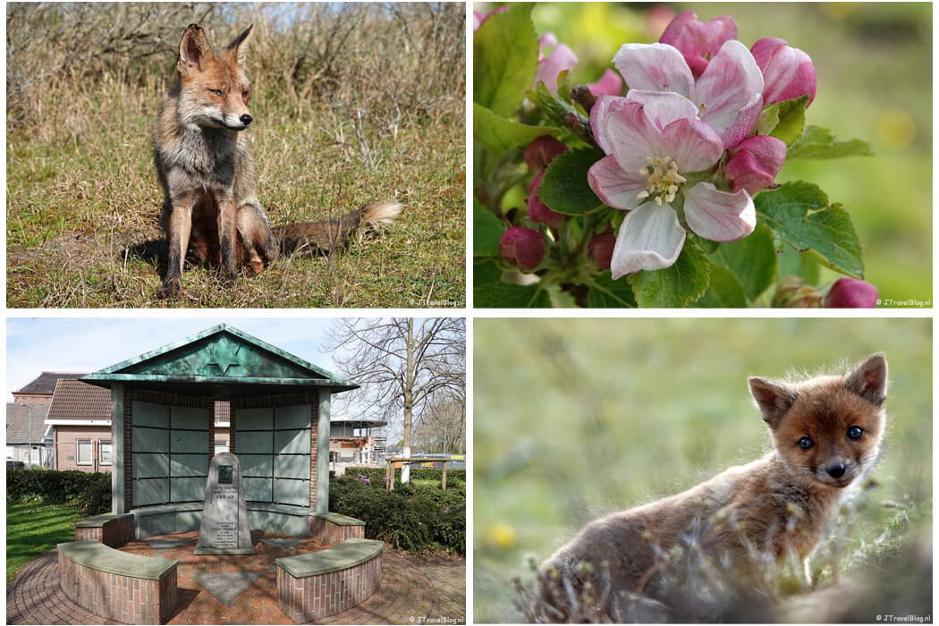 April 2023: wandelingen in de Amsterdamse Waterleidingduinen, Olmenhorstroute en etappe 23 van het Westerborkpad