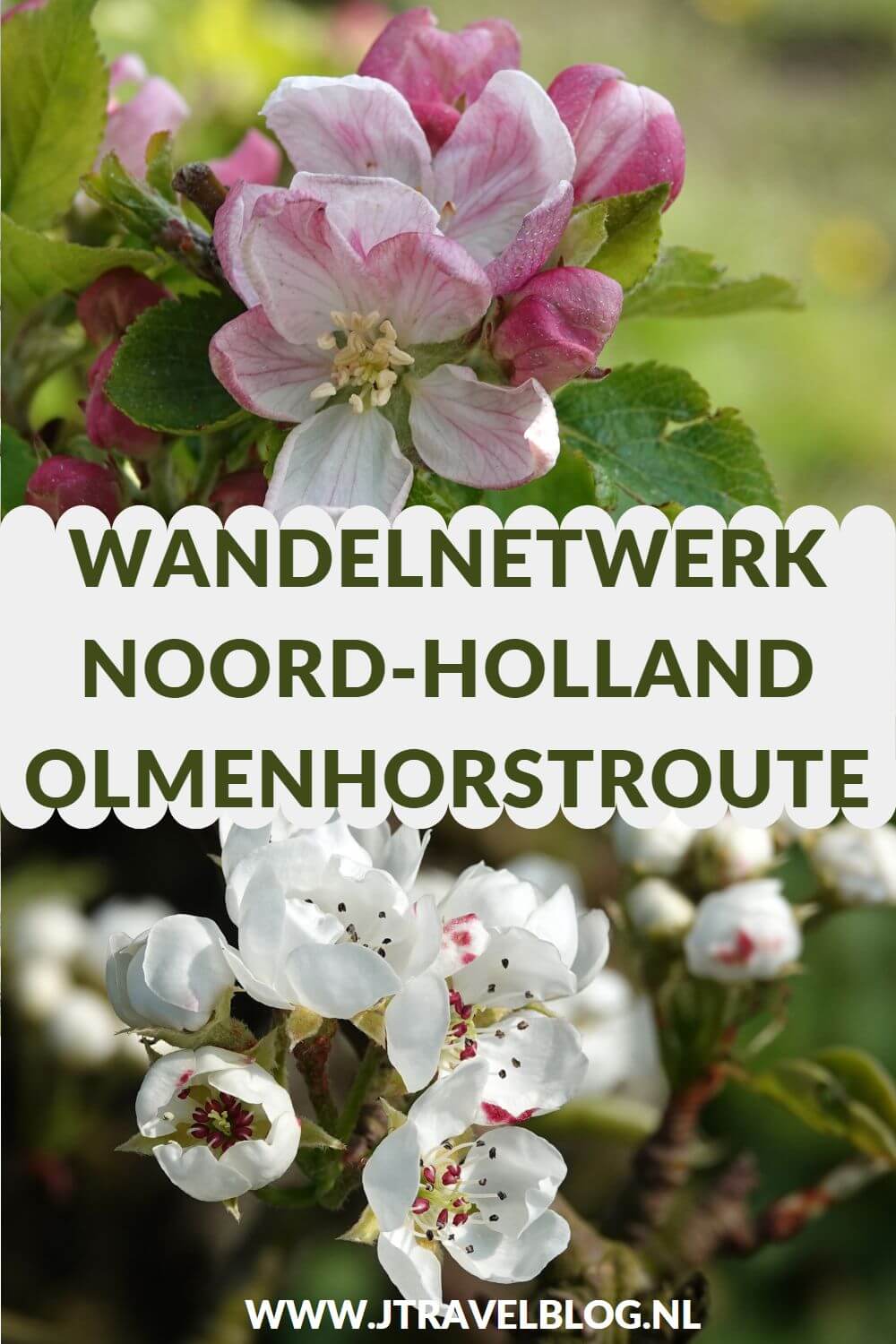 Ik liep de Olmenhorstroute door de natuurgebieden Zwaansbroek en Venneperhout en Landgoed De Olmenhorst van Wandelnetwerk Noord-Holland. Een nieuwe wandelroute van 12 kilometer in de Haarlemmermeer. Wandel je mee? #olmenhorstroute #haarlemmermeer #wandelnetwerknoordholland #wandelen #jtravelblog #jtravel