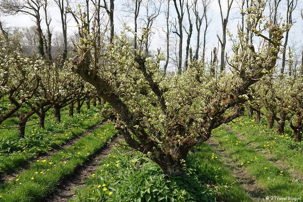 Landgoed De Olmenhorst tijdens mijn wandeling van de Olmenhorstroute van Wandelnetwerk Noord-Holland
