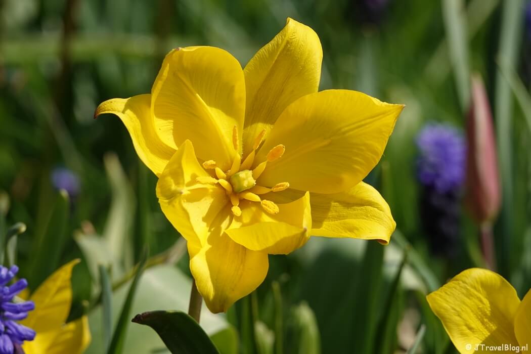 Tulp in Lisserbroek tijdens mijn wandeling van de Olmenhorstroute van Wandelnetwerk Noord-Holland