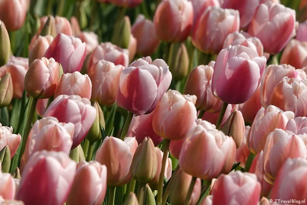 Tulpen tijdens mijn wandeling van de Olmenhorstroute van Wandelnetwerk Noord-Holland