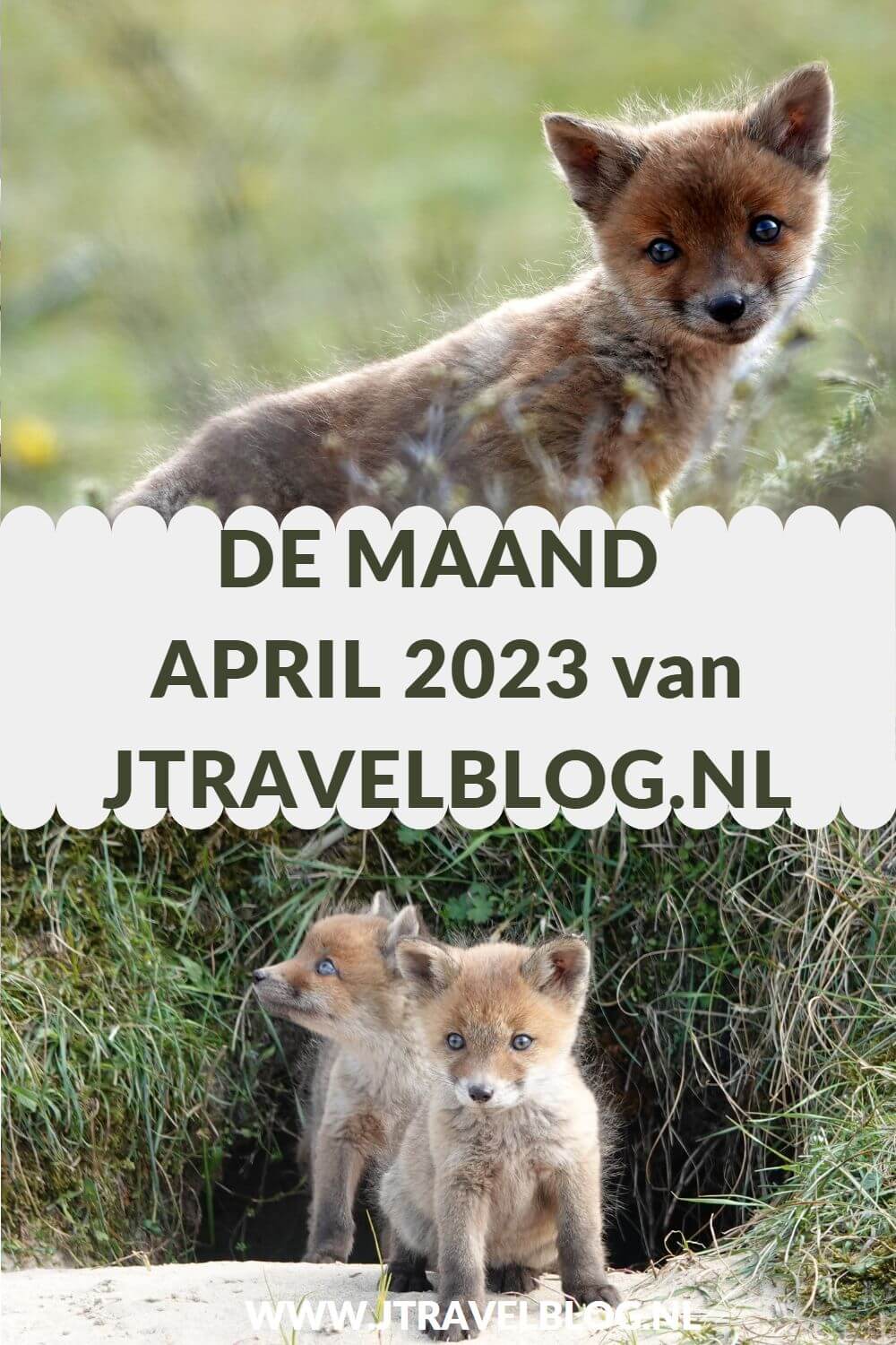 In april 2023 liep ik de Olmenhorstroute, een wandeling van Wandelnetwerk Noord-Holland, liep ik etappe 23 van het Westerborkpad van Station Meppel naar Koekange en maakte ik twee wandelingen in de Amsterdamse Waterleidingduinen. Meer hier over lees je in dit maandoverzicht. #maandoverzicht #april2023 #olmenhorstroute #westerborkpad #amsterdamsewaterleidingduinen #wandelen #jtravel #jtravelblog