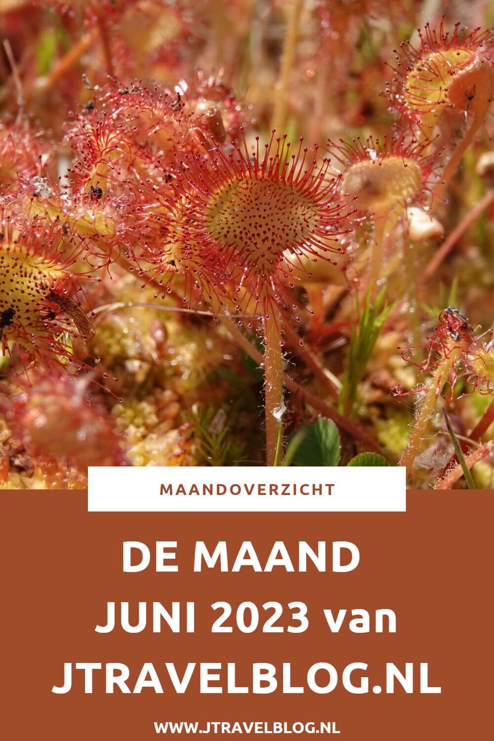 In juni 2023 maakte ik een wandeling in de Amsterdamse Waterleidingduinen en langs de 35 hofjes in Leiden en ik liep etappe 25+26 van het Westerborkpad van Station Hoogeveen naar Wijster. Meer hier over lees je in dit maandoverzicht. #maandoverzicht #juni2023 #leiden #hofjesinleiden #westerborkpad #amsterdamsewaterleidingduinen #wandelen #jtravel #jtravelblog