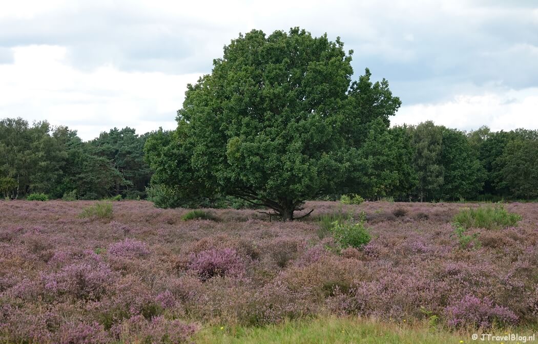Hoorneboegse heide tijdens de 2e etappe van het Voetstappenpad