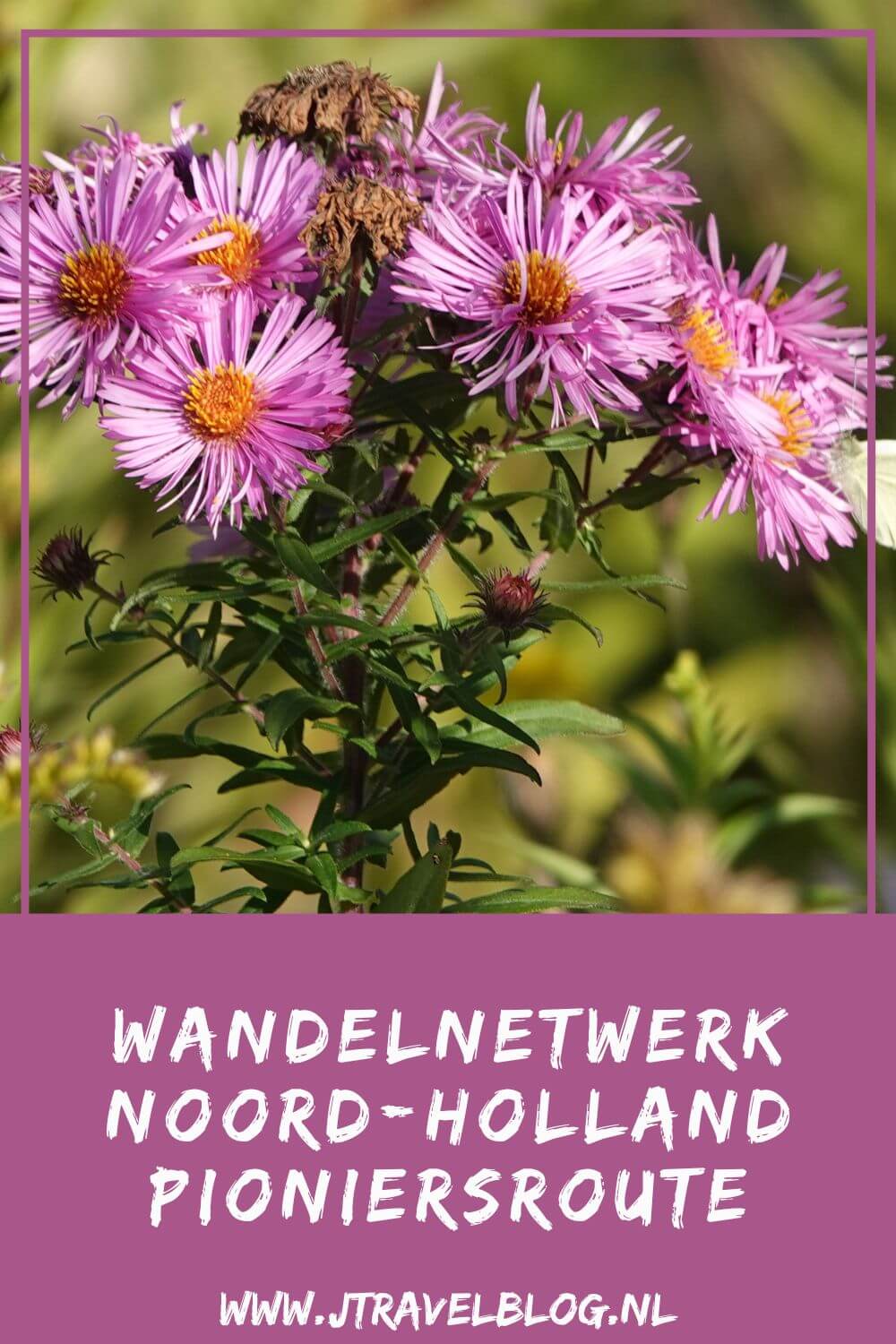Ik liep de Pioniersroute tussen Zwaanshoek en Hoofddorp van Wandelnetwerk Noord-Holland. Een wandelroute van 9,38 kilometer. De wandelroute gaat door de nieuwe parken en buurten van de wijk Floriande in Hoofddorp en de ruigtes in PARK21. Echt pioniersland. Wandel je mee? #pioniersroute #haarlemmermeer #wandelnetwerknoordholland #wandelen #jtravelblog #jtravel