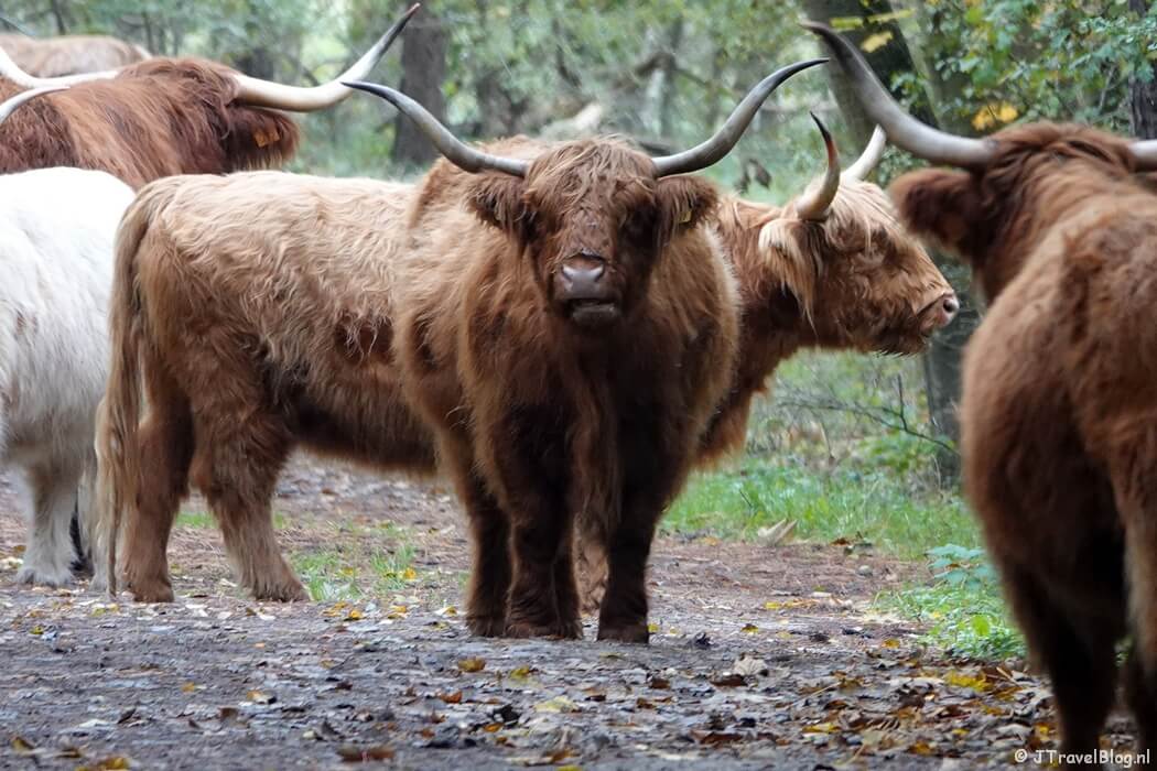 Schotse Hooglanders tijdens rondje Kamperberg in Nationaal Park Zuid-Kennemerland