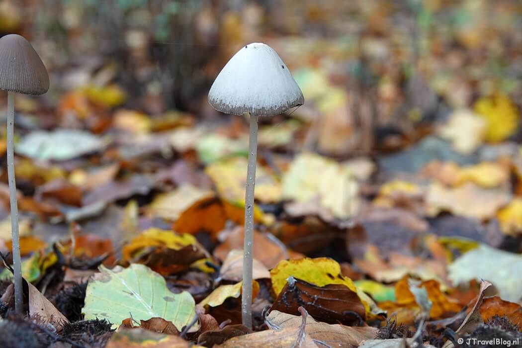 Paddenstoelen tijdens mijn rondje Kamperberg in Nationaal Park Zuid-Kennemerland