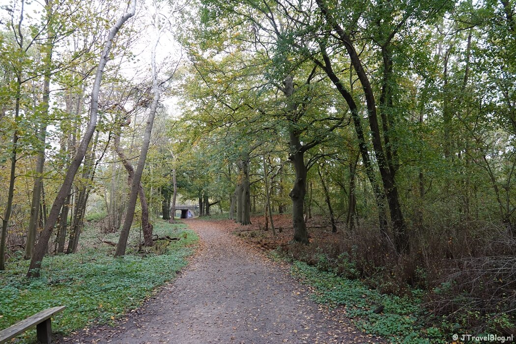 Bospad tijdens rondje Kamperberg in Nationaal Park Zuid-Kennemerland