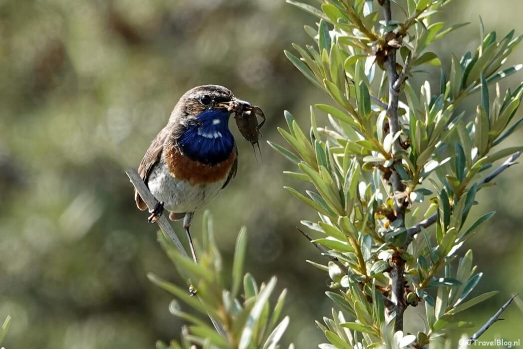 Fotoblog met blauwe foto's: Blauwborst in de Amsterdamse Waterleidingduinen