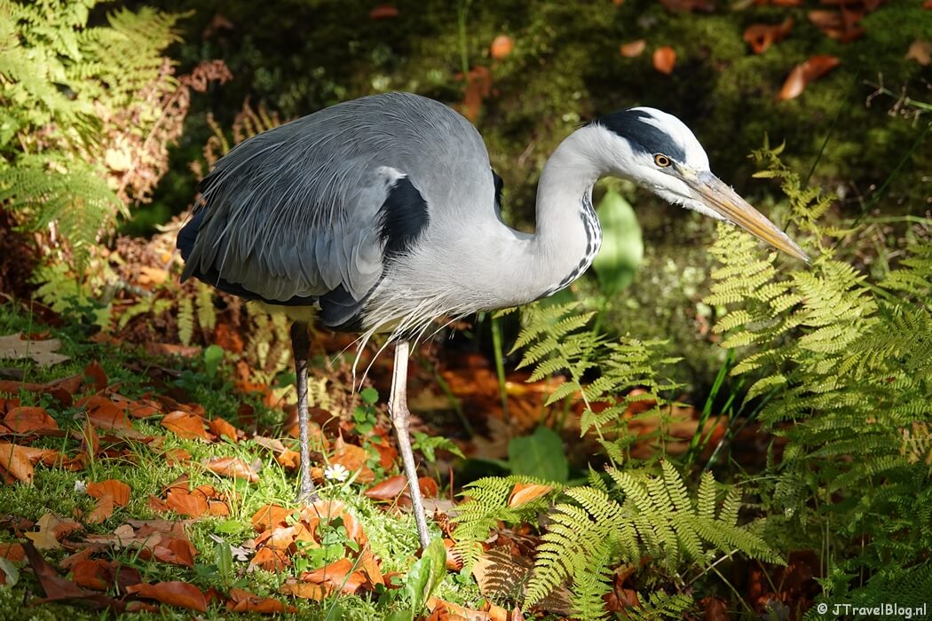 Fotoblog met blauwe foto's: Blauwe reiger in Den Haag