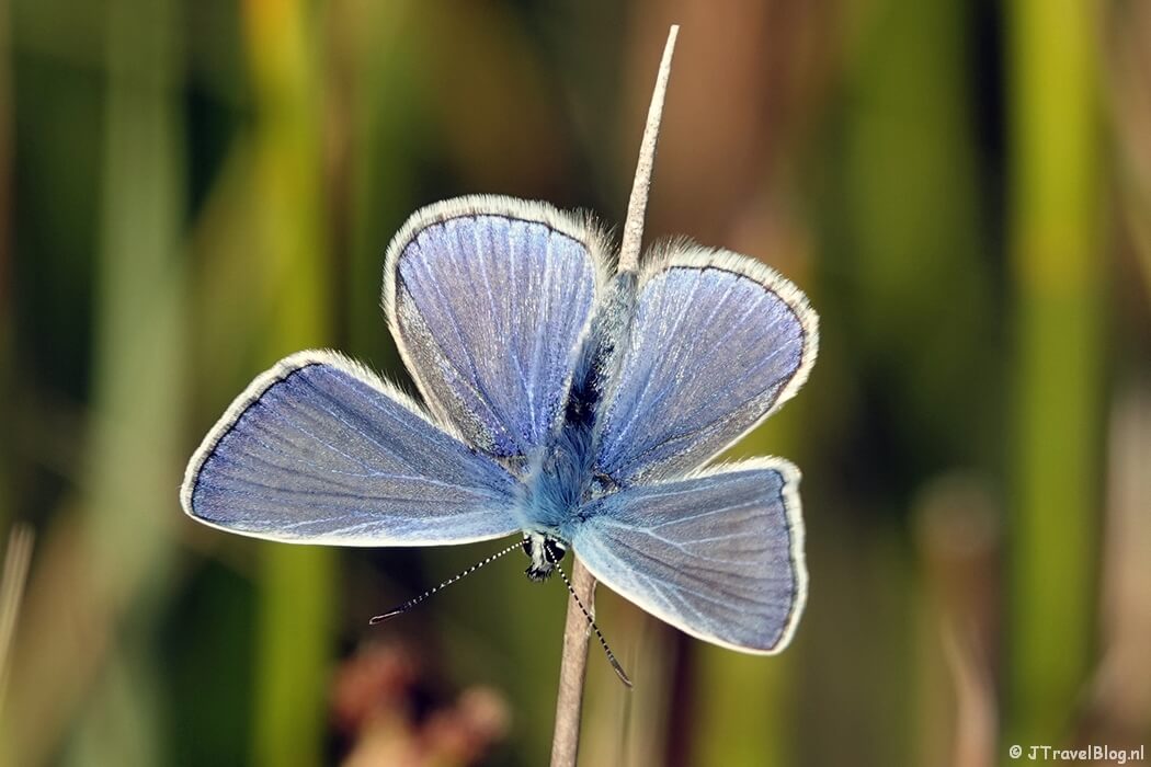 Fotoblog met blauwe foto's: Icarusblauwtje in de Amsterdamse Waterleidingduinen