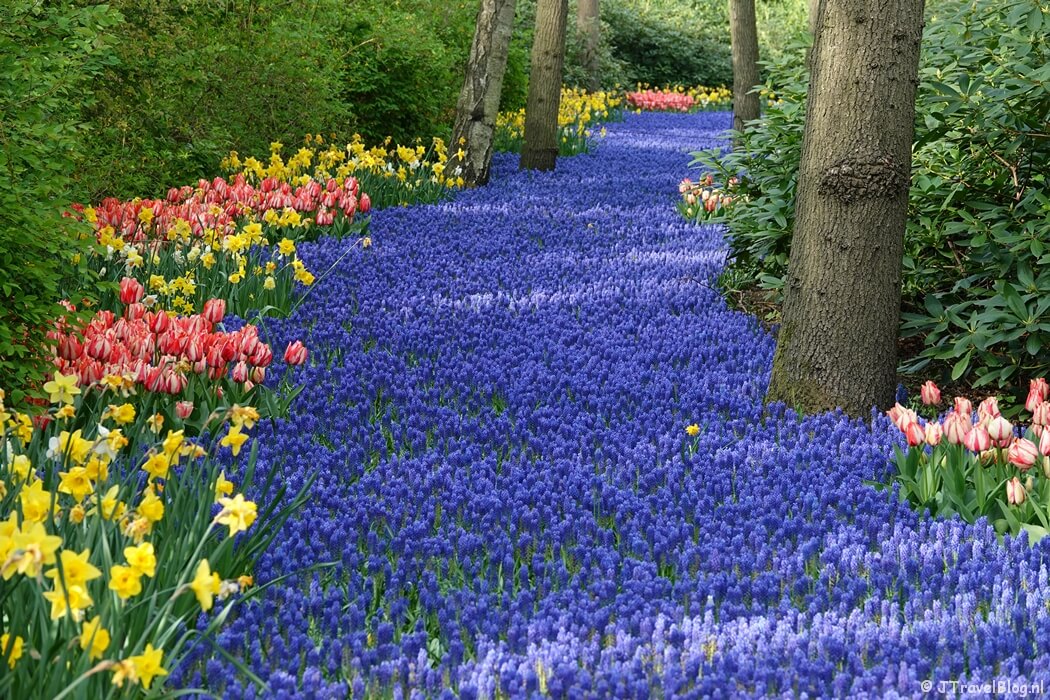 Fotoblog met blauwe foto's: Keukenhof in Lisse