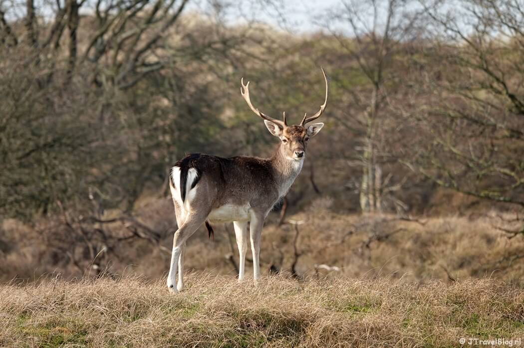 Een damhert tijdens de Roots wandeling in de Amsterdamse Waterleidingduinen vanaf ingang Panneland