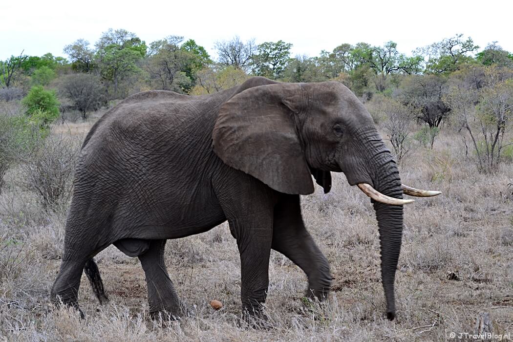 Kruger National Park in Zuid-Afrika