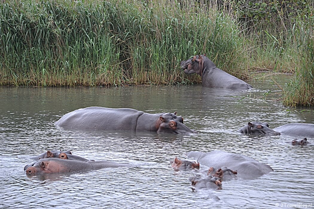 iSimangaliso Wetland Park in Zuid-Afrika
