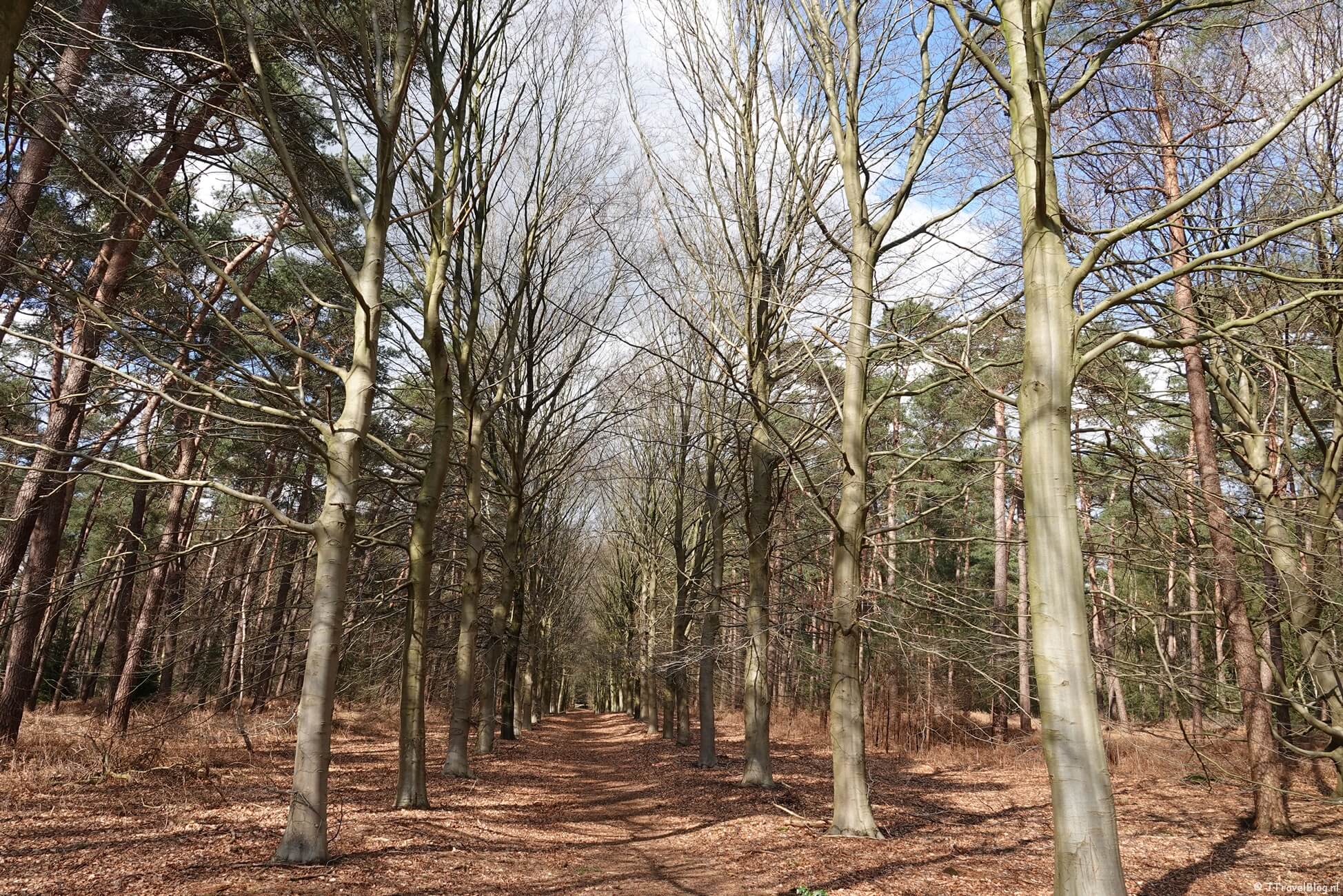 Een beukenlaan tijdens mijn wandeling van de 4e etappe van de oudste wandelroute van Nederland van Hilversum naar Den Dolder