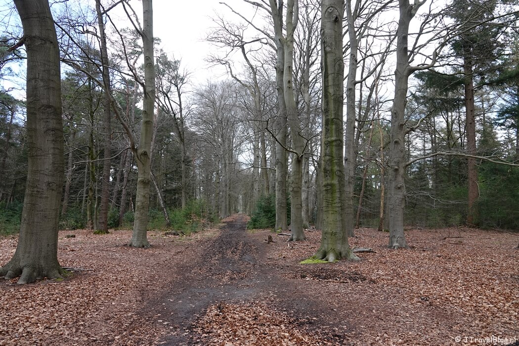 Een beukenlaan tijdens mijn wandeling van de 4e etappe van de oudste wandelroute van Nederland van Hilversum naar Den Dolder