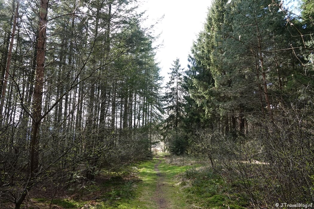 Een bospad tijdens mijn wandeling van de 4e etappe van de oudste wandelroute van Nederland van Hilversum naar Den Dolder