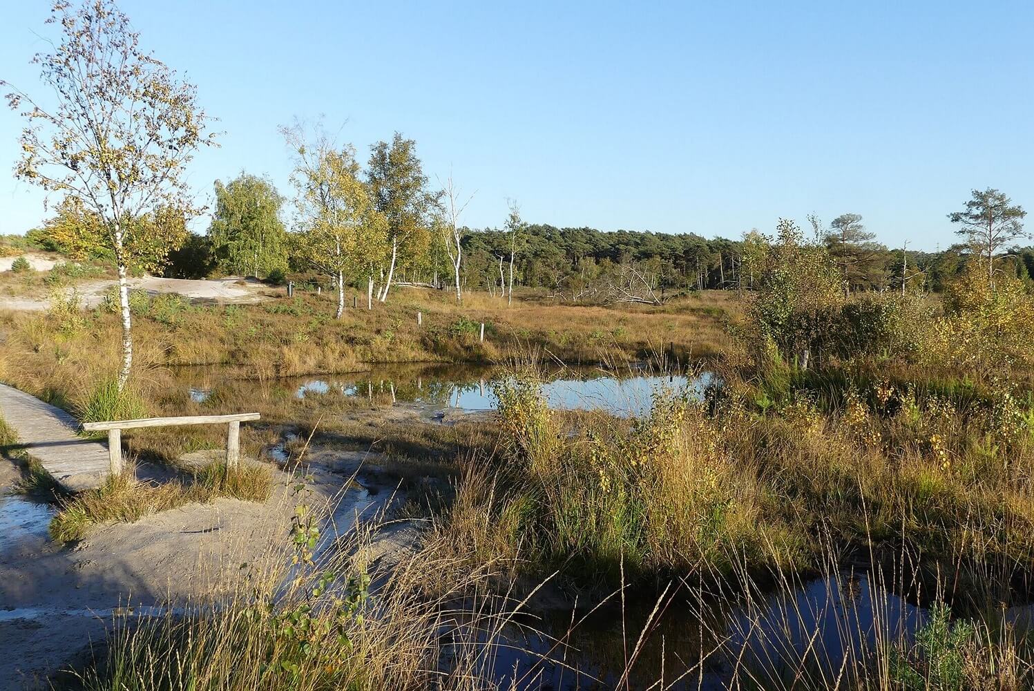 Brunssumerheide / Foto: https://commons.wikimedia.org/wiki/File:Brunssummerheide_P1310870.jpg