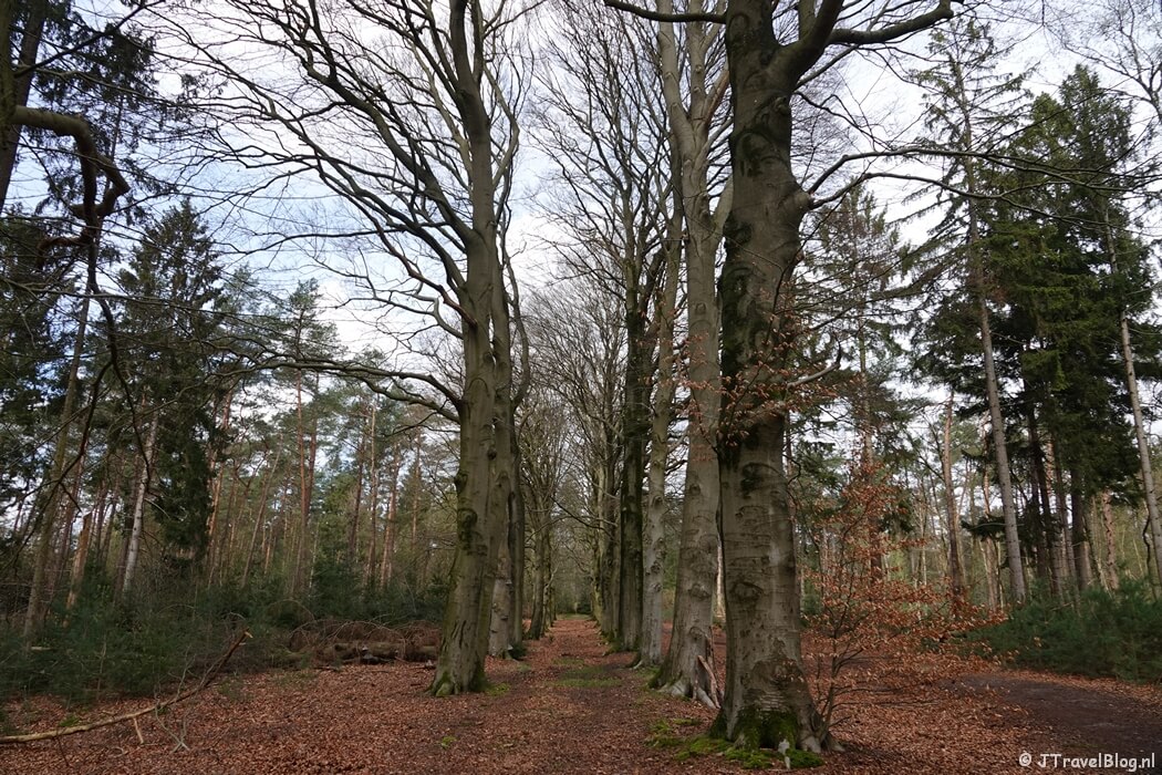 Een beukenlaan tijdens mijn wandeling van de 4e etappe van de oudste wandelroute van Nederland van Hilversum naar Den Dolder