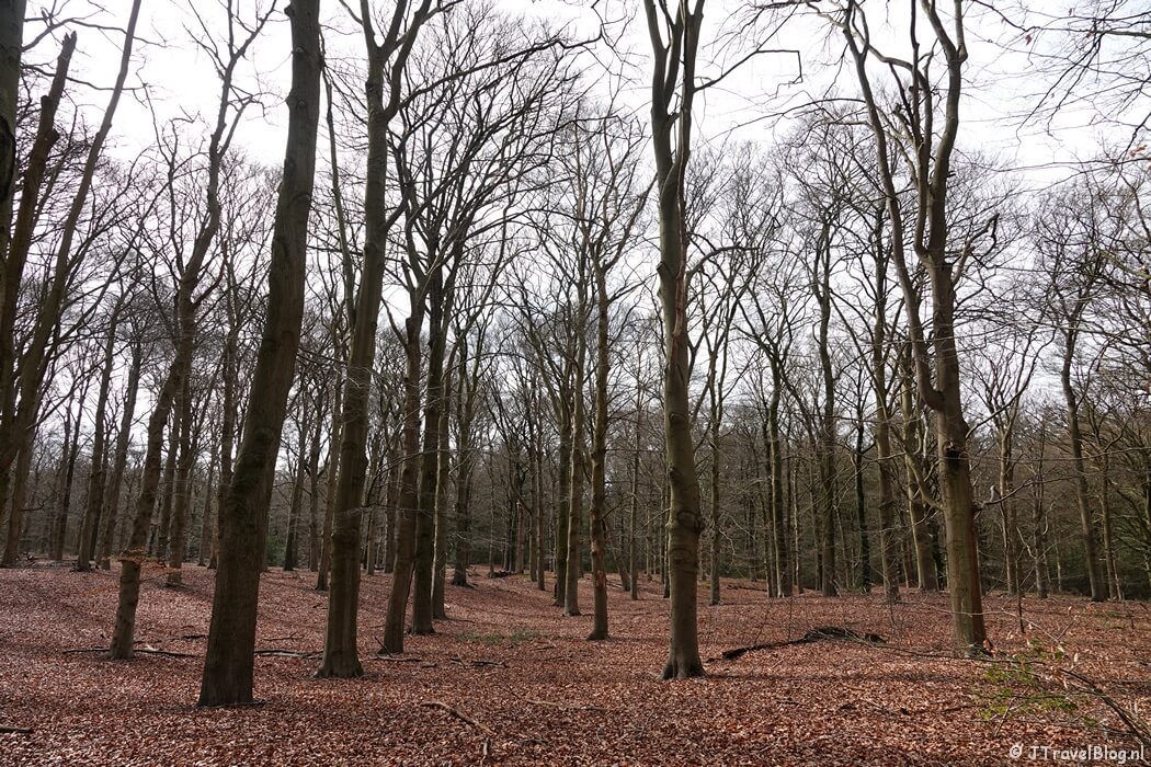 Cronebos tijdens mijn wandeling van de 4e etappe van de oudste wandelroute van Nederland van Hilversum naar Den Dolder