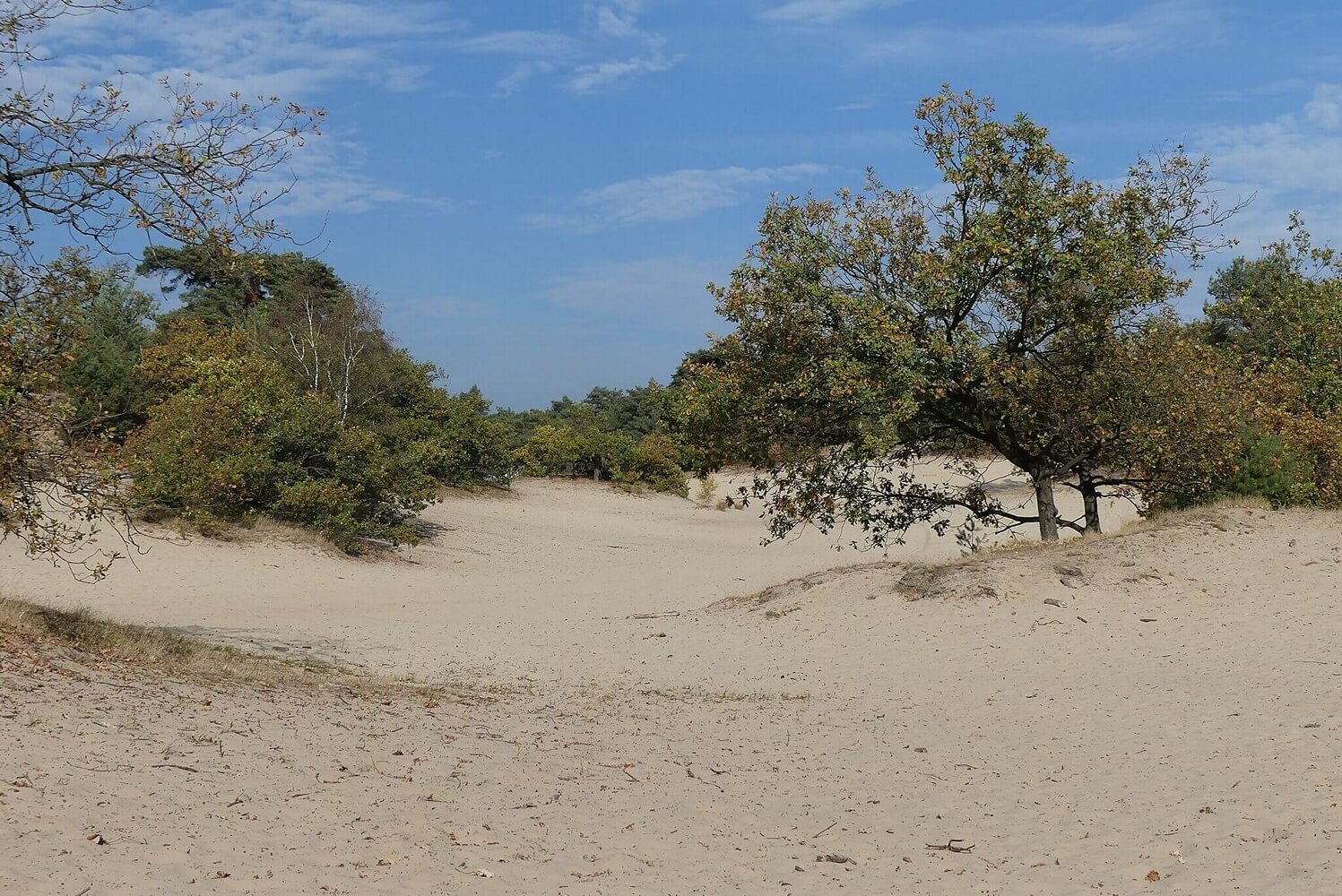 Nationaal Park Loonse en Drunense Duinen / Foto: https://commons.wikimedia.org/wiki/File:Loonse_en_Drunense_Duinen_Giersbergen_P1320006.jpg