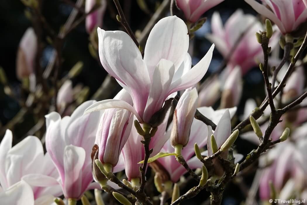 Magnolia in Hilversum tijdens mijn wandeling van de 3e etappe van de oudste wandelroute van Nederland van Nederhorst den Berg naar Hilversum