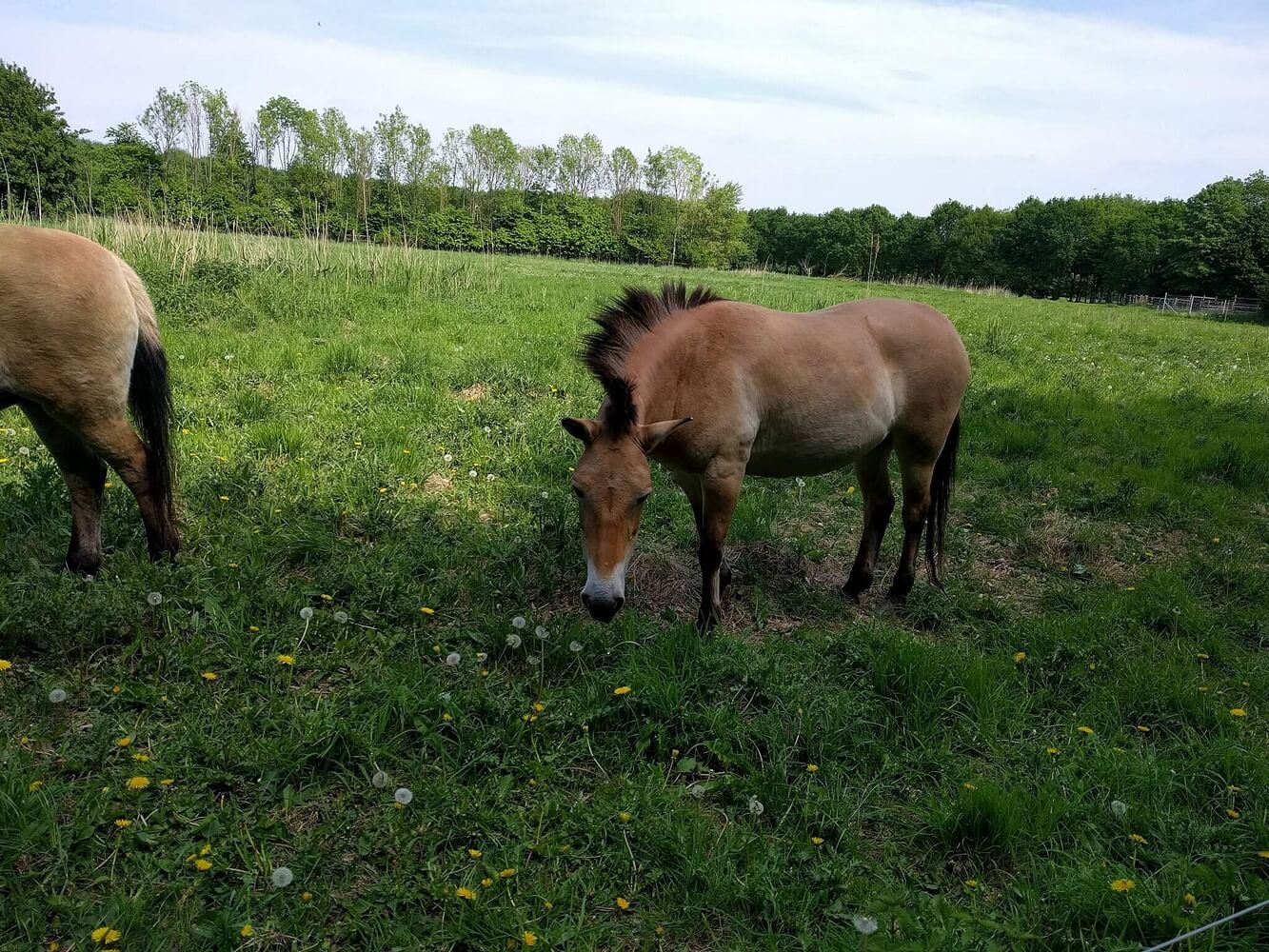 Natuurpark Lelystad / Foto: https://commons.wikimedia.org/wiki/File:Natuurpark_Lelystad_16_-_Equus_przewalskii.jpg