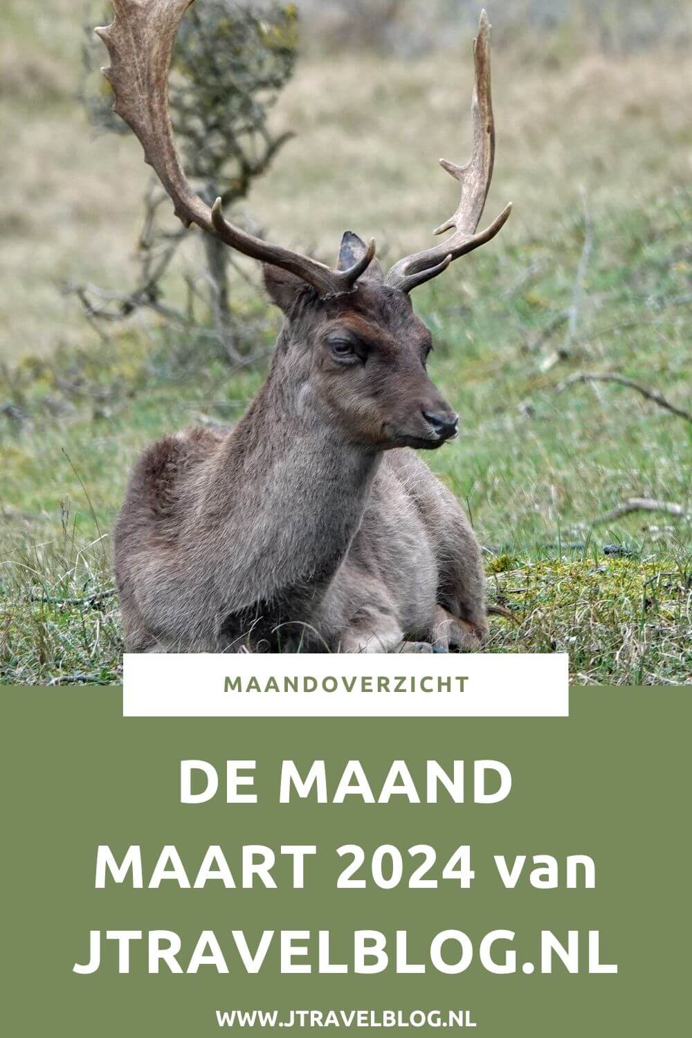 In maart 2024 liep ik twee etappes van de oudste wandelroute van Nederland, ik bezocht het Flower Art Museum in Aalsmeer en ik maakte ik een wandeling in de Amsterdamse Waterleidingduinen. Meer hier over lees je in dit maandoverzicht. #maandoverzicht #maart2024 #oudstewandelroutevannederland #flowerartmuseum #amsterdamsewaterleidingduinen #wandelen #jtravel #jtravelblog