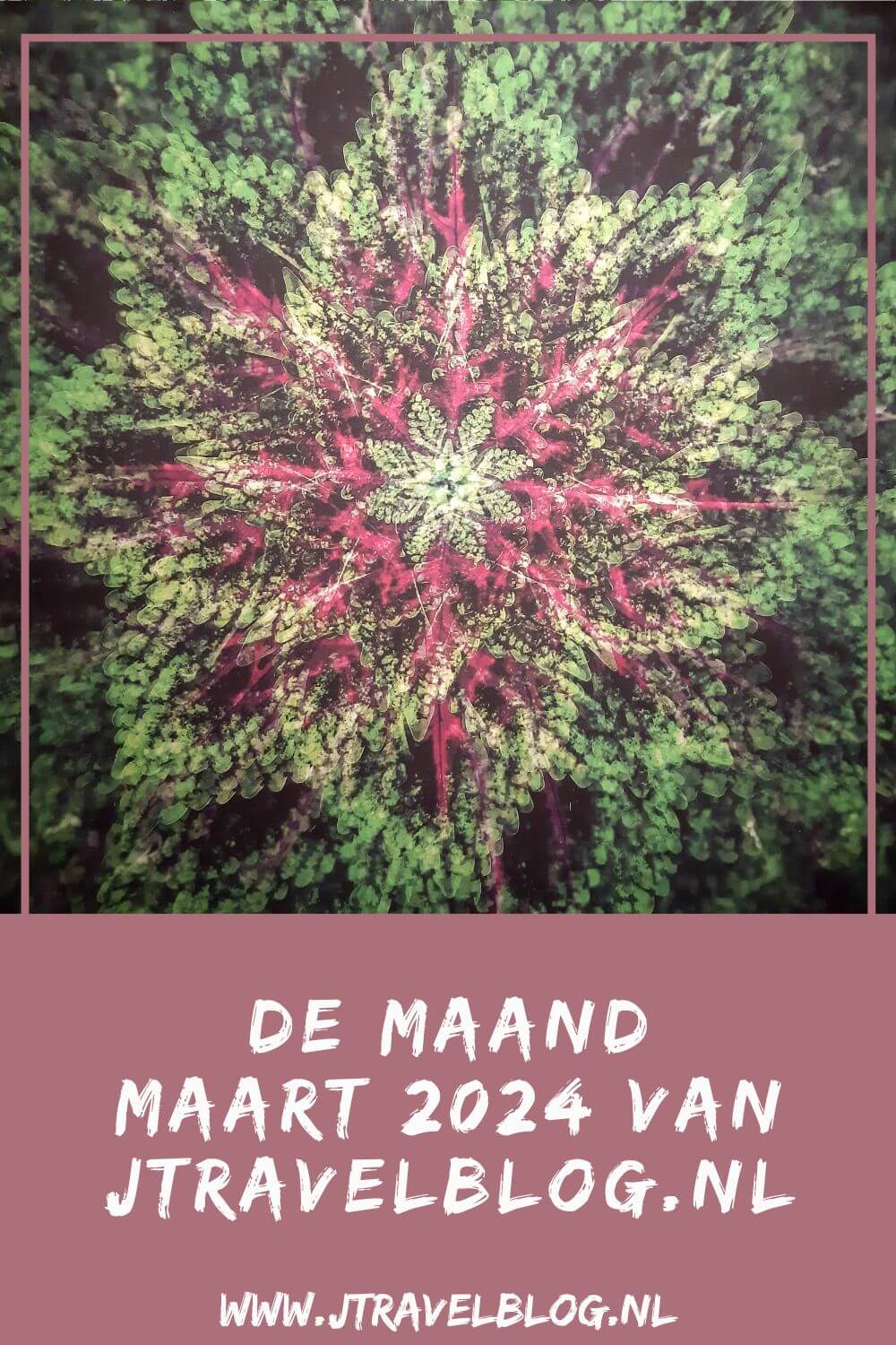 In maart 2024 liep ik twee etappes van de oudste wandelroute van Nederland, ik bezocht het Flower Art Museum in Aalsmeer en ik maakte ik een wandeling in de Amsterdamse Waterleidingduinen. Meer hier over lees je in dit maandoverzicht. #maandoverzicht #maart2024 #oudstewandelroutevannederland #flowerartmuseum #amsterdamsewaterleidingduinen #wandelen #jtravel #jtravelblog