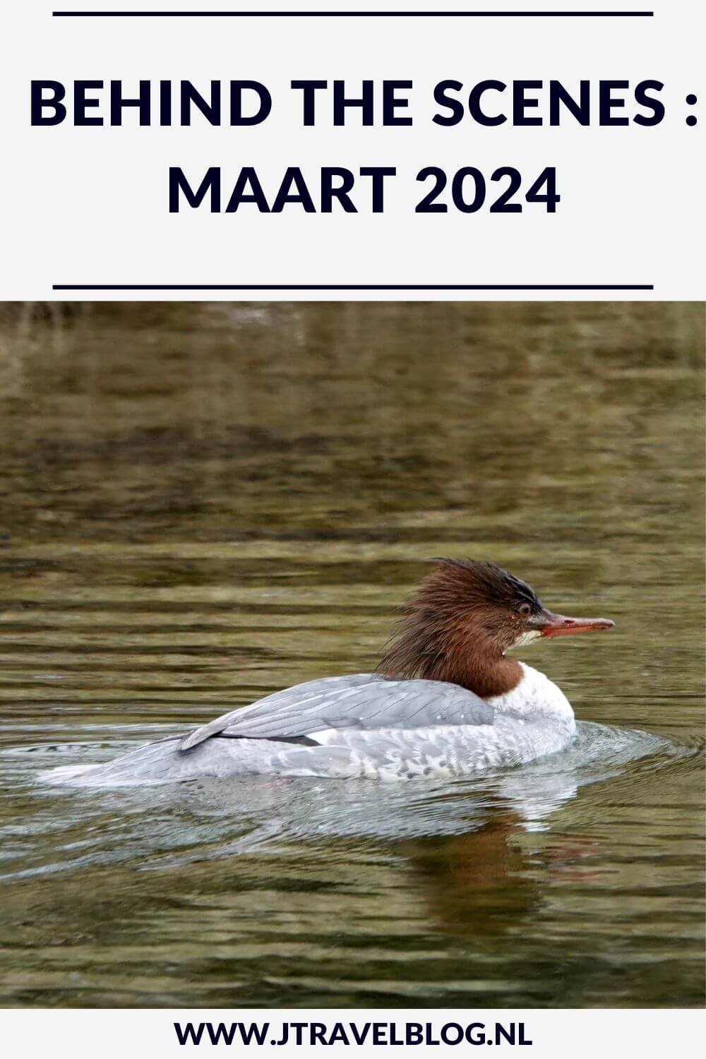 In maart 2024 liep ik twee etappes van de oudste wandelroute van Nederland, ik bezocht het Flower Art Museum in Aalsmeer en ik maakte ik een wandeling in de Amsterdamse Waterleidingduinen. Meer hier over lees je in dit maandoverzicht. #maandoverzicht #maart2024 #oudstewandelroutevannederland #flowerartmuseum #amsterdamsewaterleidingduinen #wandelen #jtravel #jtravelblog