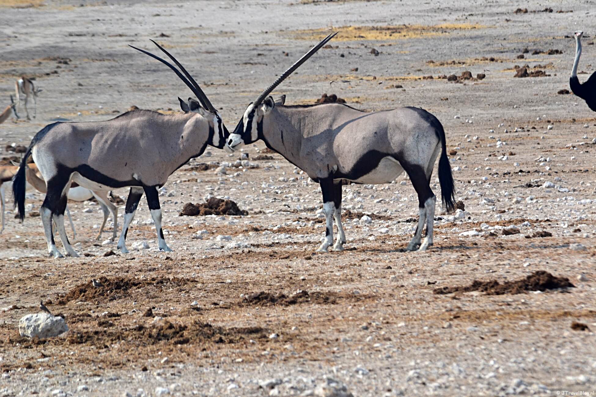 Mijn highlights van Namibië