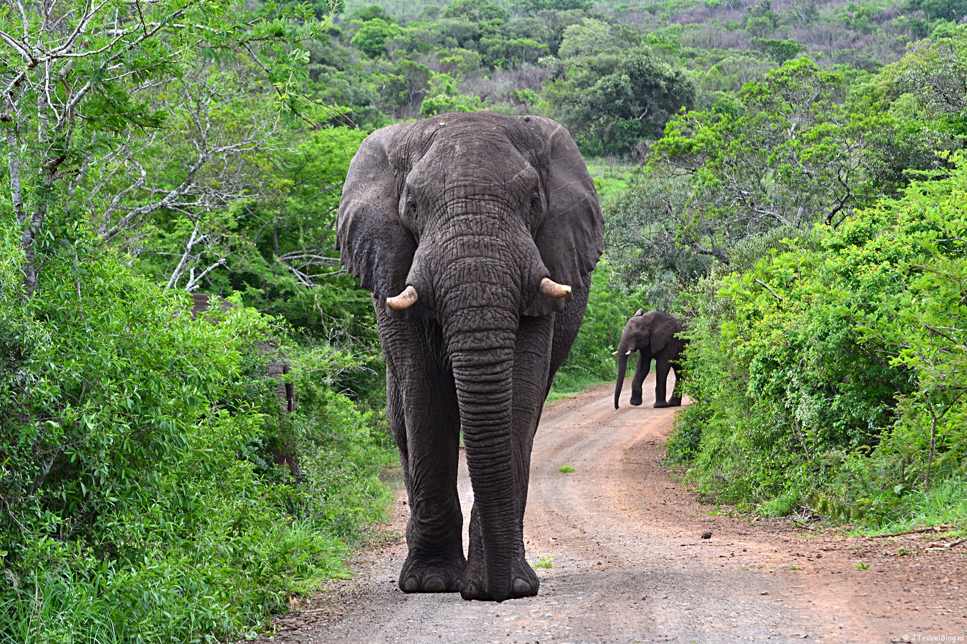 De Big Five, heb jij ze al gespot?
