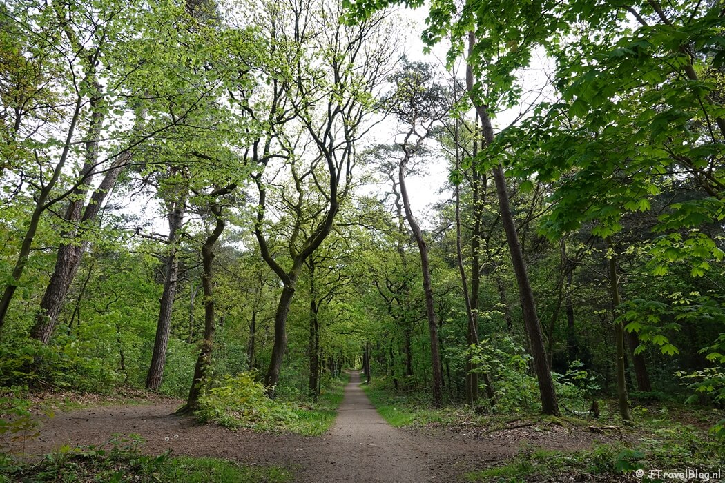 Bos rond Zeist tijdens mijn wandeling van de 6e etappe van de oudste wandelroute van Nederland van Zeist naar Maarn