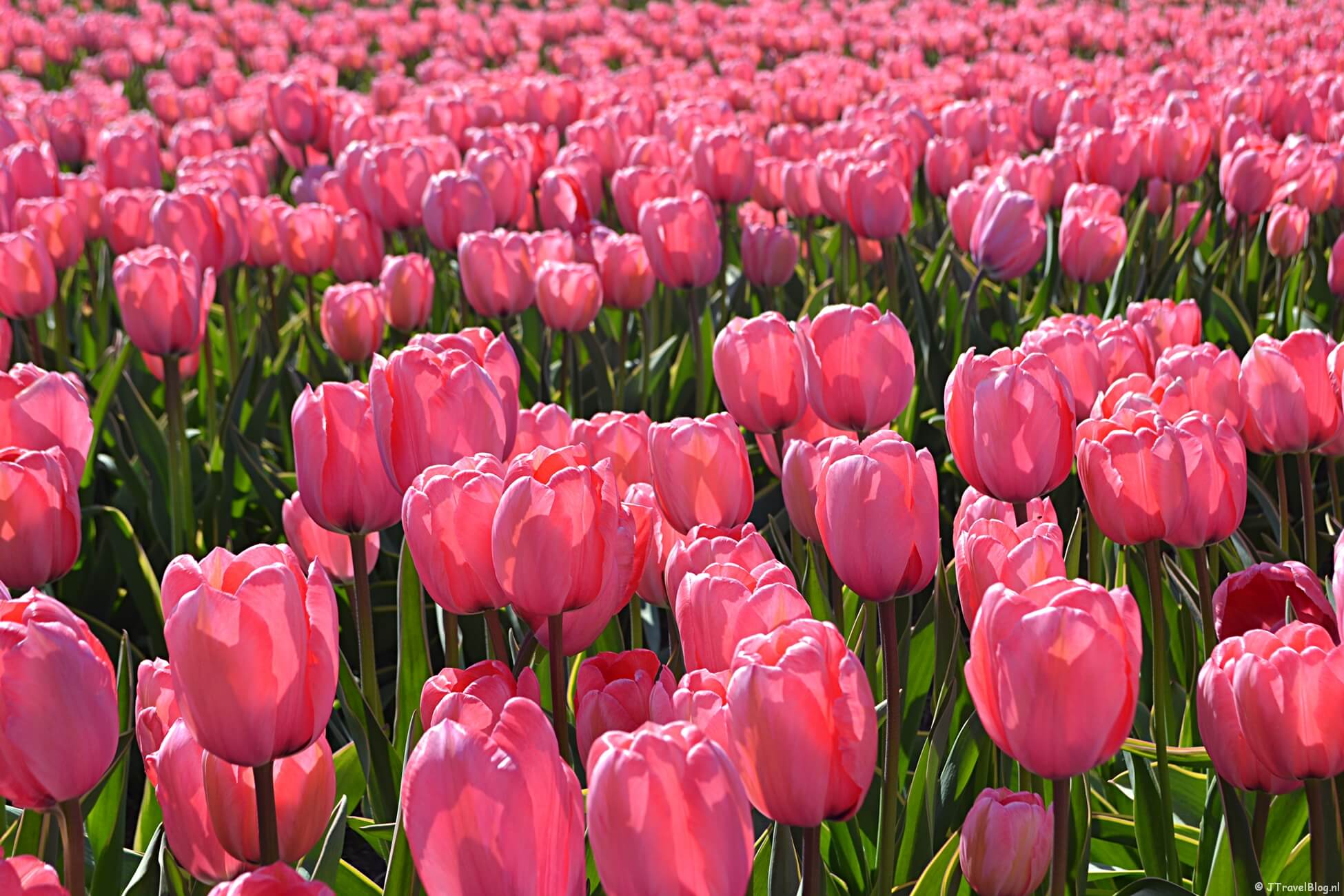 Doen in de Bollenstreek