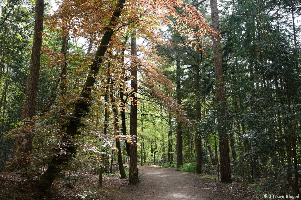 Bospad tijdens mijn wandeling van de 6e etappe van de oudste wandelroute van Nederland van Zeist naar Maarn