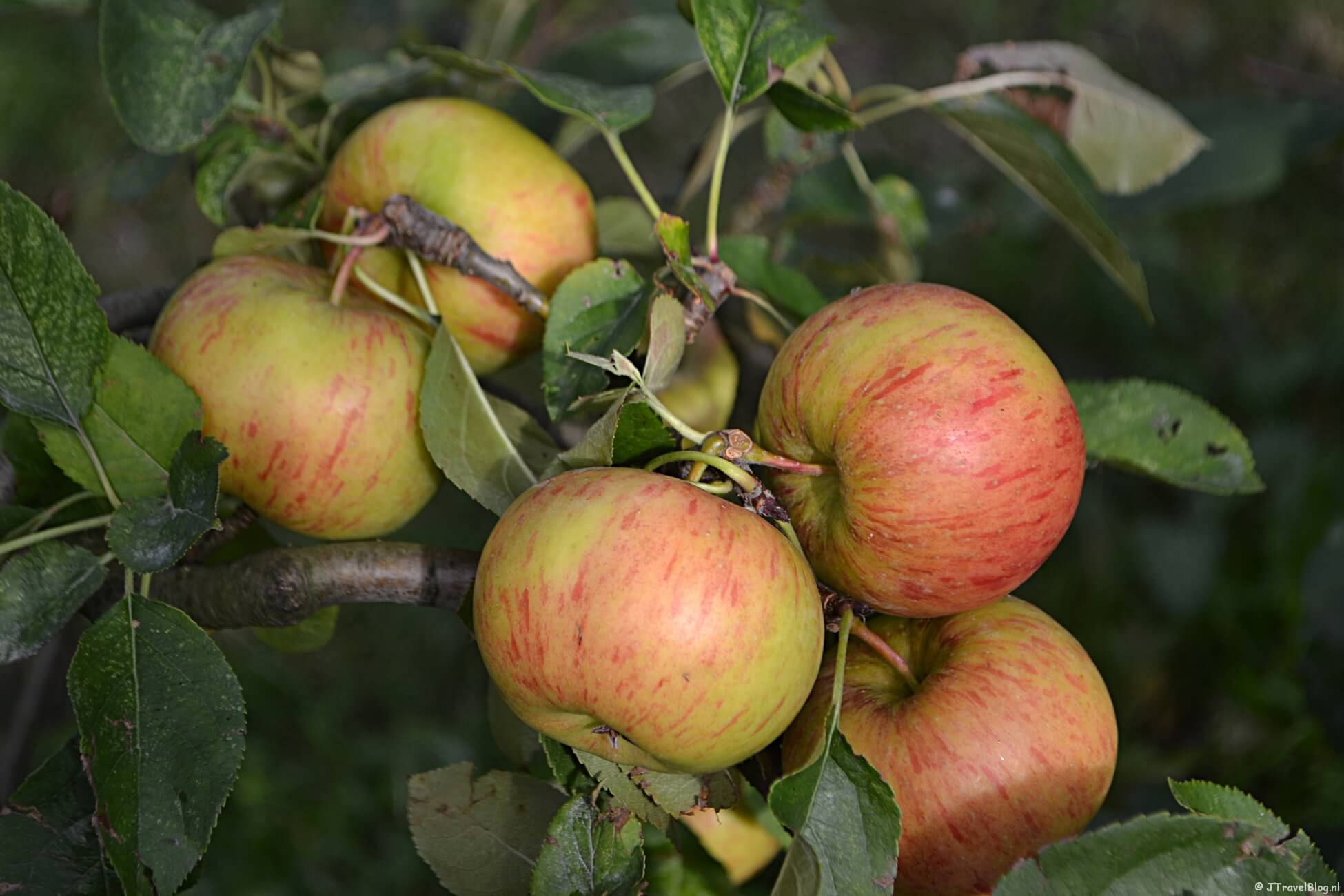 Landgoed De Olmenhorst in Lisserbroek