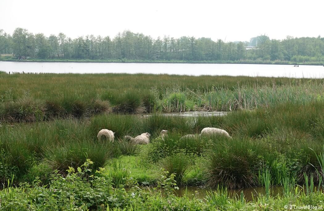 Langs de Veerpolder tijdens mijn bijzondere bergwandeling in de Haarlemmermeer