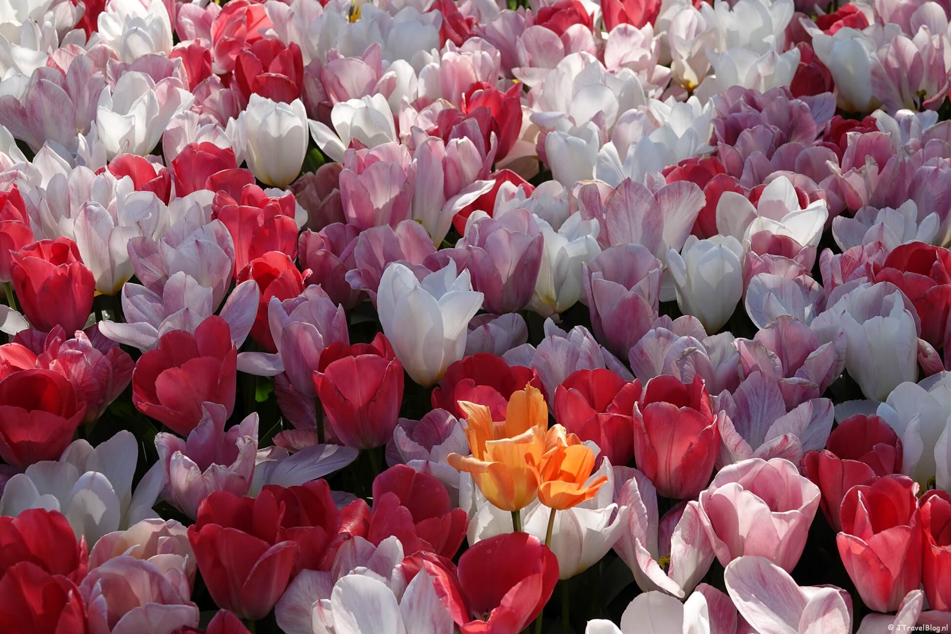 Tips voor het besparen op entreeprijze