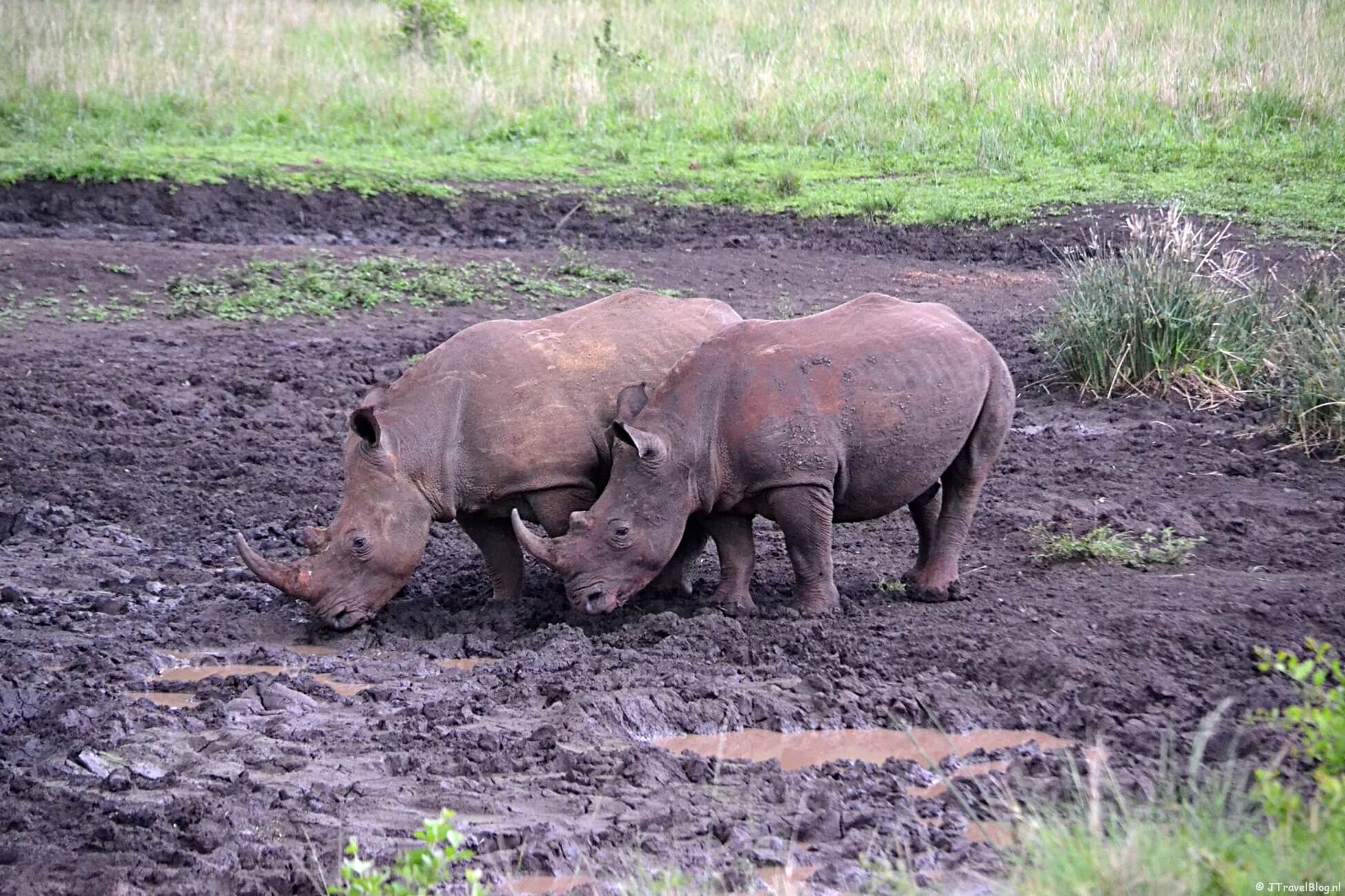 Wildparken in Zuid-Afrika en Namibië die ik heb bezocht