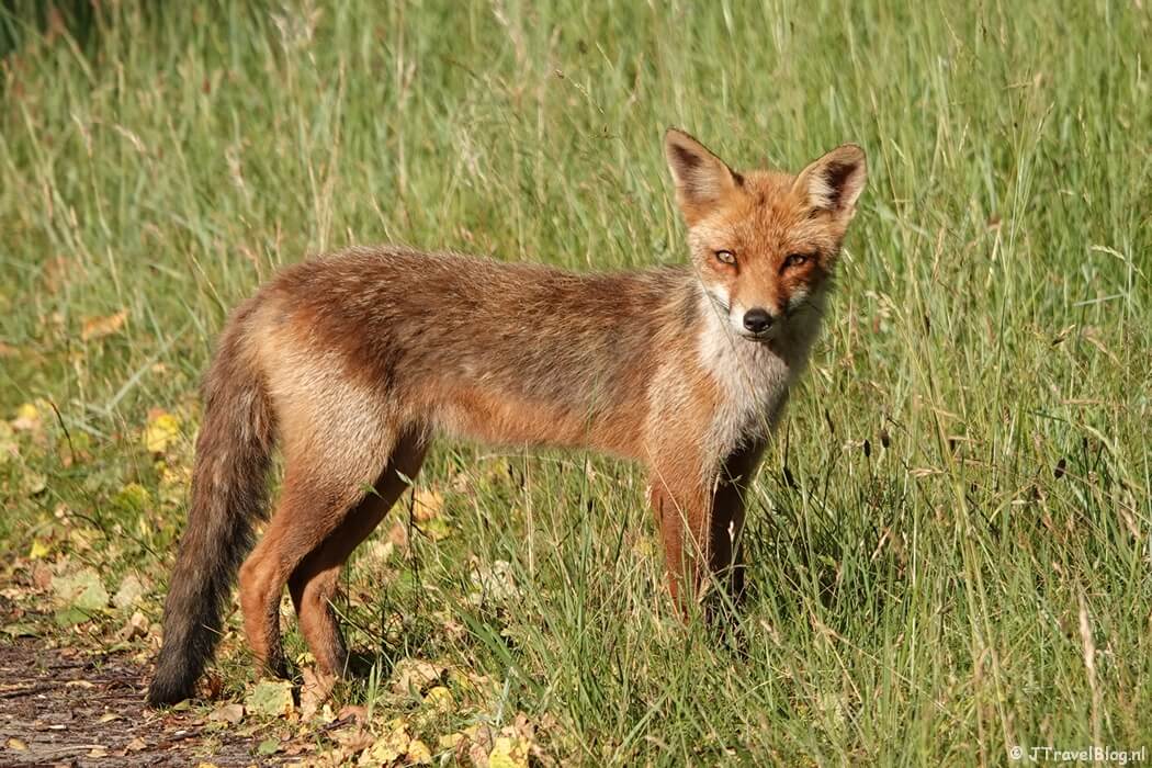 Een vos in de Amsterdamse Waterleidingduinen, juni 2024