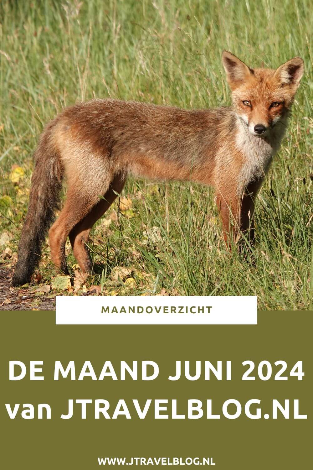 In juni 2024 bezocht ik 3 musea in Amsterdam, ik nam deel aan een rondleiding door Kasteel Keukenhof in Lisse, ik liep een etappe van de oudste wandelroute van Nederland en maakte een wandeling in de Amsterdamse Waterleidingduinen. Meer hier over lees je in dit maandoverzicht. #maandoverzicht #juni2024 #amsterdam #kasteelkeukenhof #oudstewandelroutevannederland #amsterdamsewaterleidingduinen #wandelen #jtravel #jtravelblog