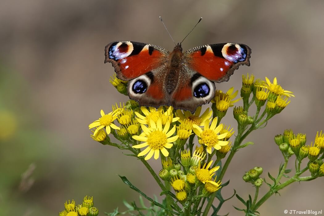 Dagpauwvlinder tijdens mijn wandeling van de 9e etappe van de oudste wandelroute van Nederland van Leersum naar Elst