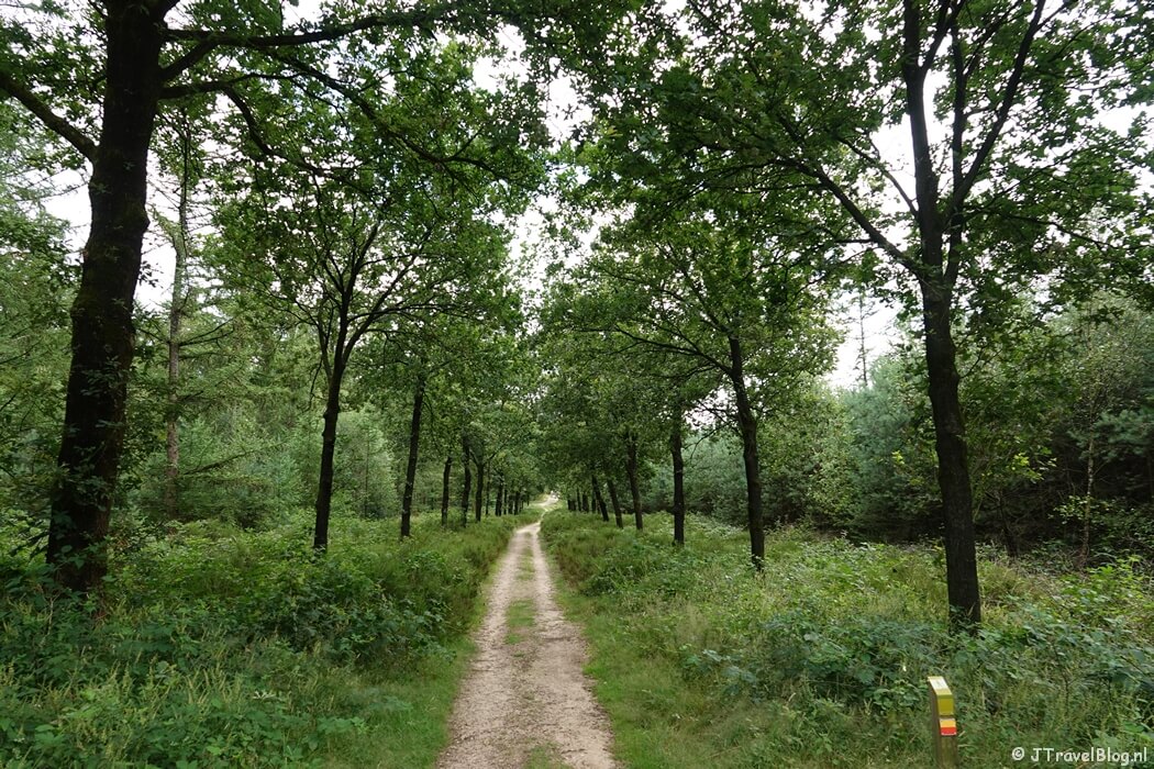 Amerongse Bos tijdens mijn wandeling van de 9e etappe van de oudste wandelroute van Nederland van Leersum naar Elst