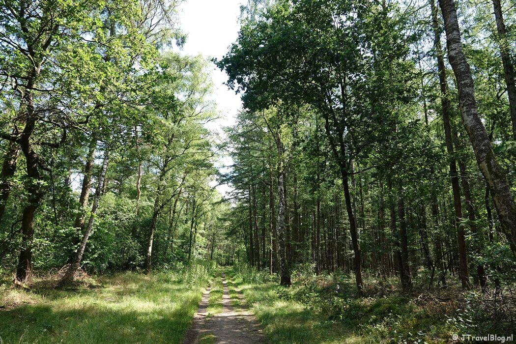 Zuylesteinse Bos tijdens mijn wandeling van de 9e etappe van de oudste wandelroute van Nederland van Leersum naar Elst