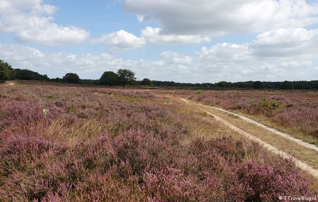 Blaricummerheide tijdens de Trage Tocht Blaricum