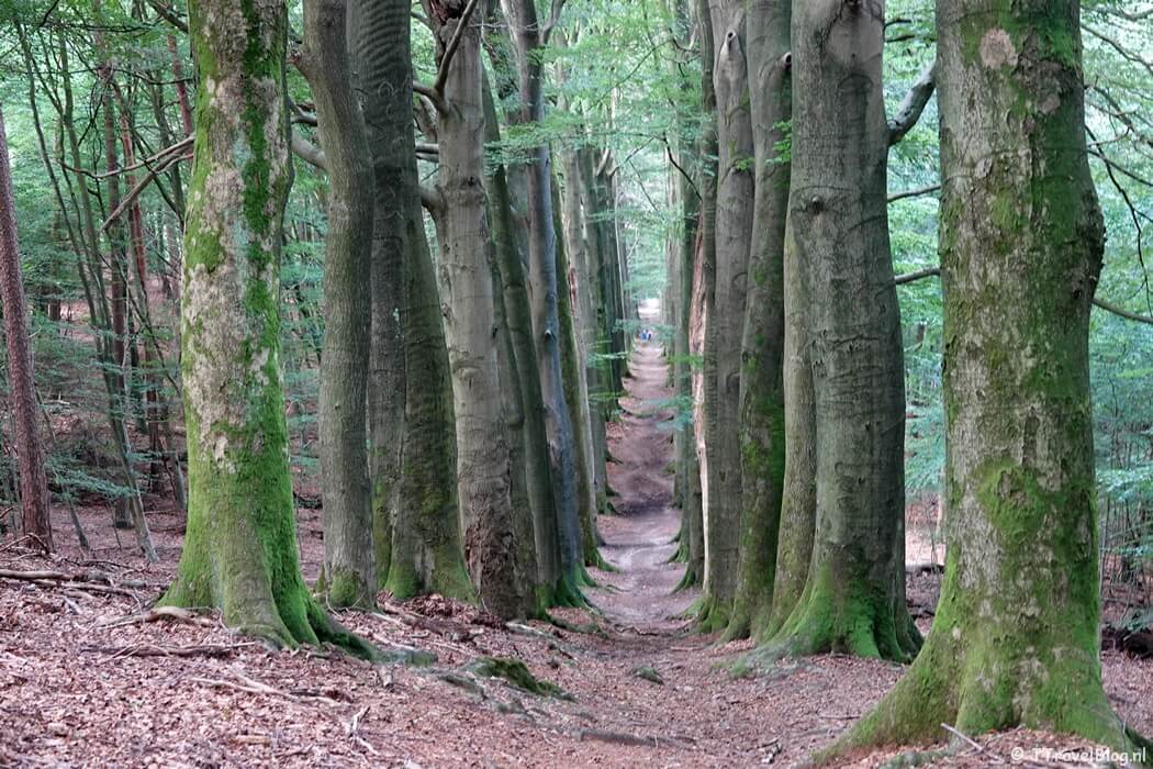 De Koningslaan tijdens mijn NS-wandeling Veluwezoom