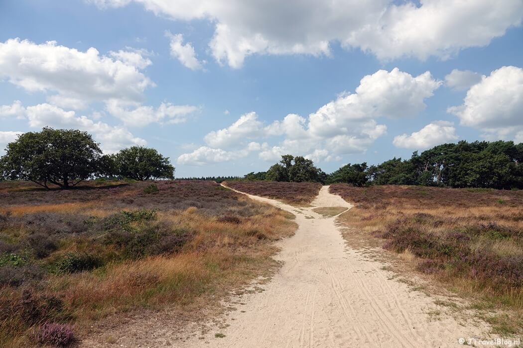 Tafelbergheide tijdens de Trage Tocht Blaricum