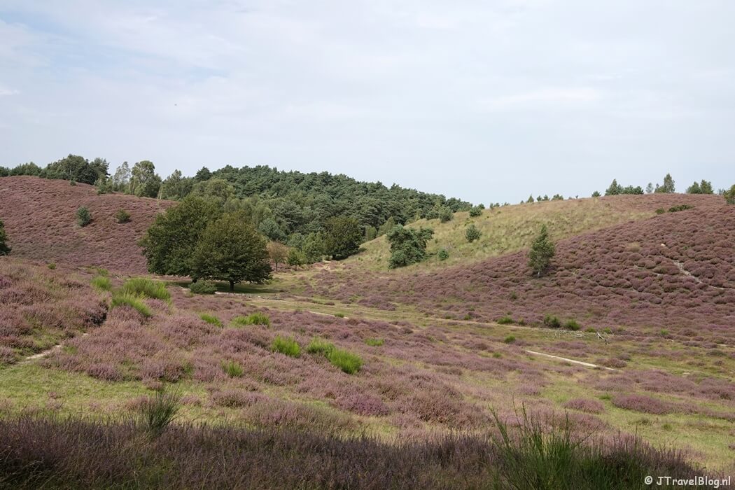 Het Herikhuizerveld tijdens mijn NS-wandeling Veluwezoom