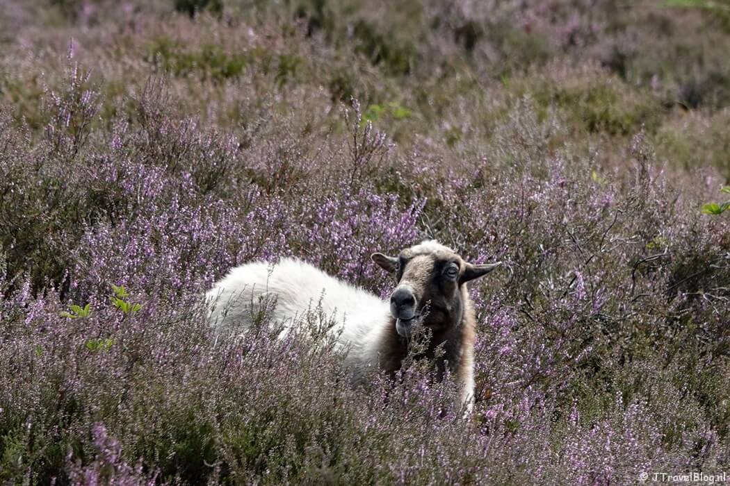 Schaapskooi op de Blaricummerheide tijdens de Trage Tocht Blaricum